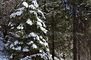 ALBEN-CIMA CROCE da Cornalba il 18 gennaio 2019- FOTOGALLERY